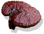 photo_ganoderma1