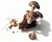 photo_shitake1